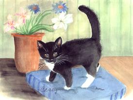 CaseytheCat1a